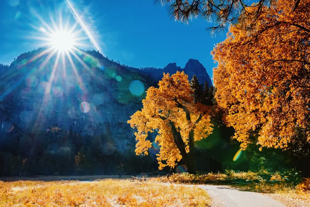 Goldene Herbstbäume in einem sonnendurchfluteten Gebirgstal unter strahlend blauem Himmel